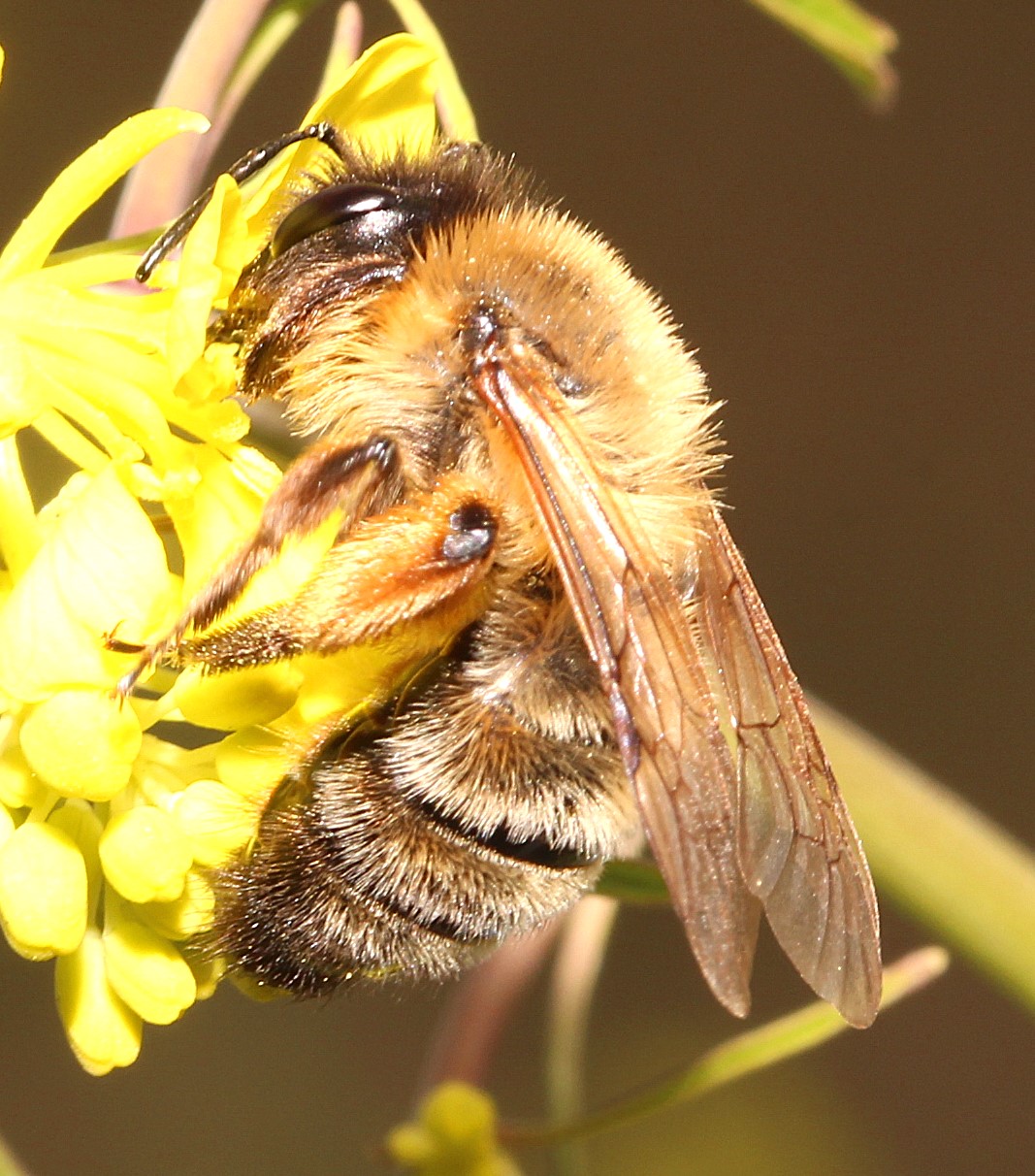 Weibchen von Andrena nigroaenea